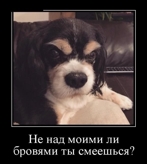 Не над моими ли бровями ты смеешься