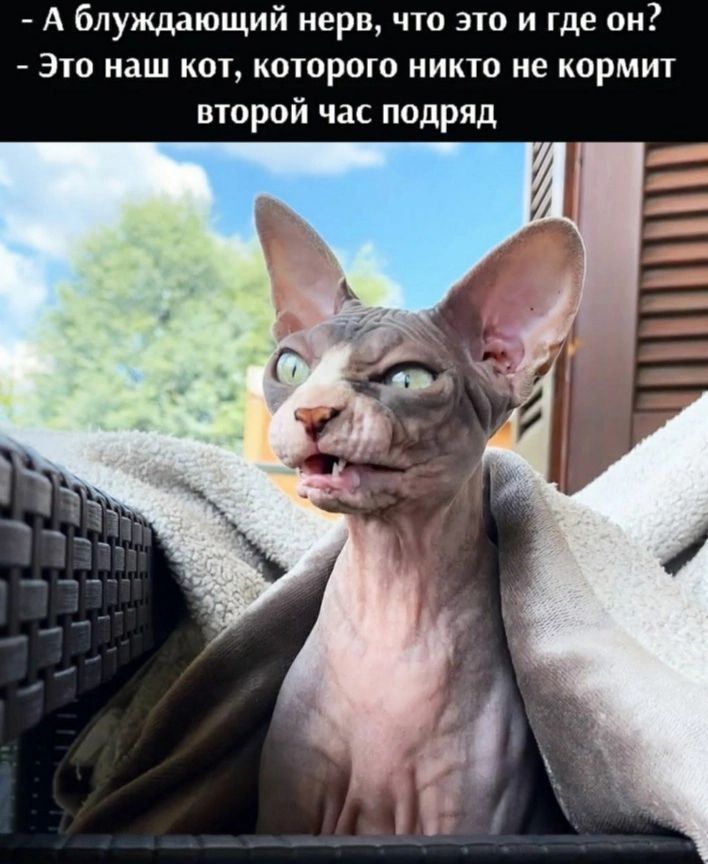 А блуждающий нерв что это и тде он Это наш кот которою никто не кормит второй час подряд