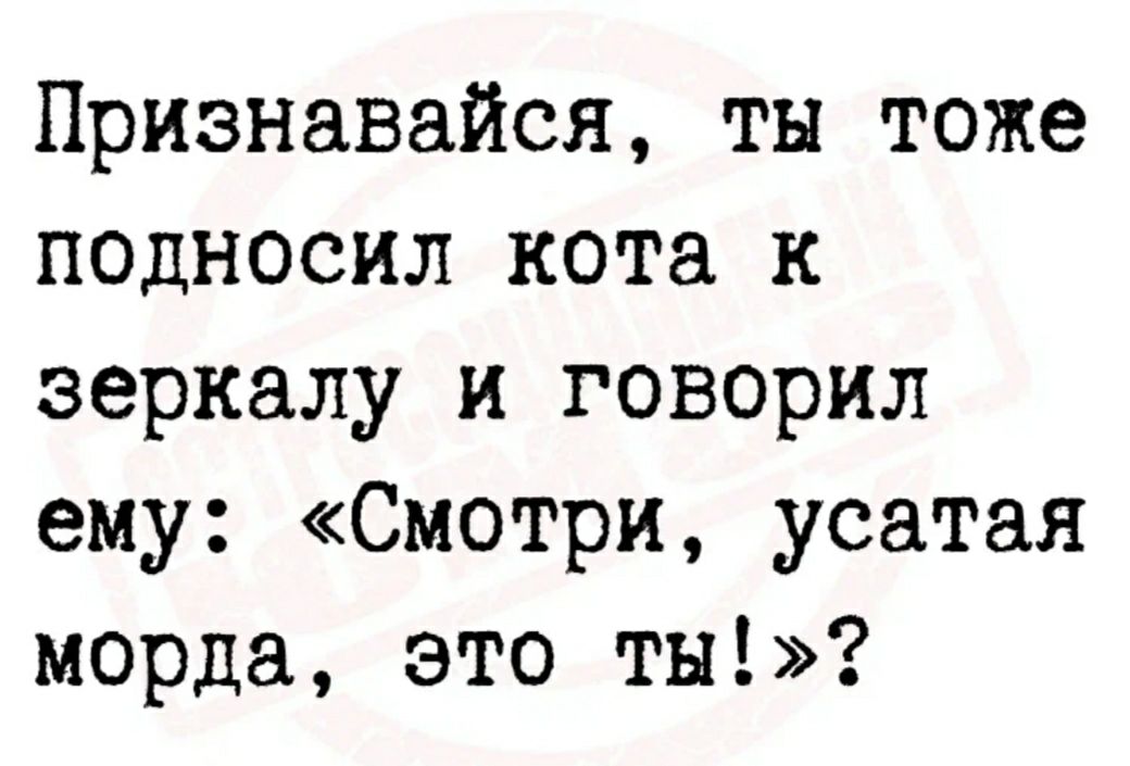 Признавайся ты тоже подносил кота к зеркалу и говорил ему Смотри усатая морда это ты