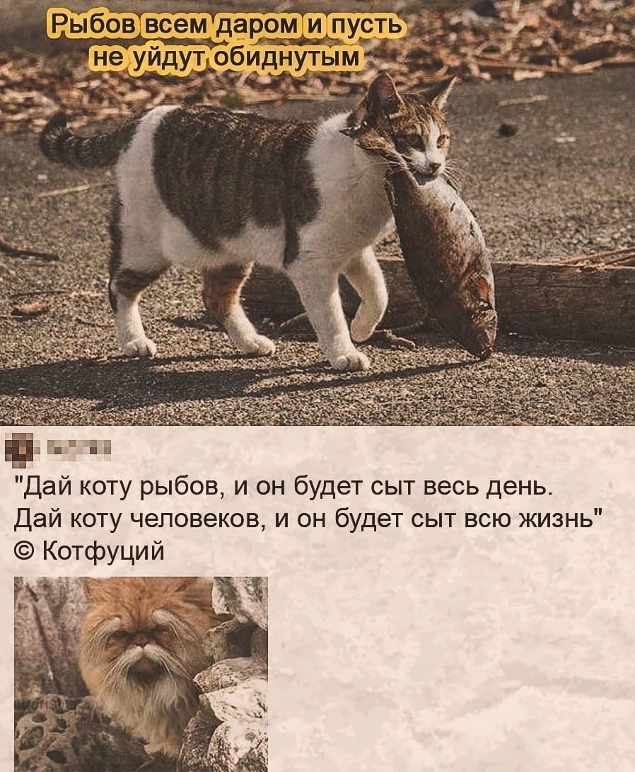 ь Дай коту рыбов и он будет сыт весь день дай коту человеков и он будет сыт всю жизнь Котфуций