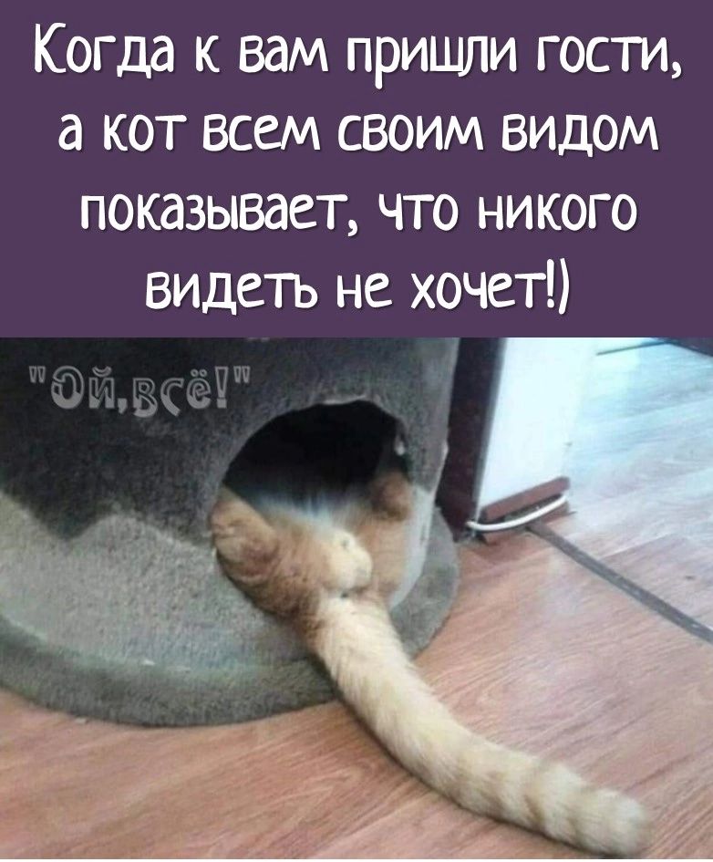 Когда к вам пришли гости а кот всем своим видом показывает что никого видетъ не хочет