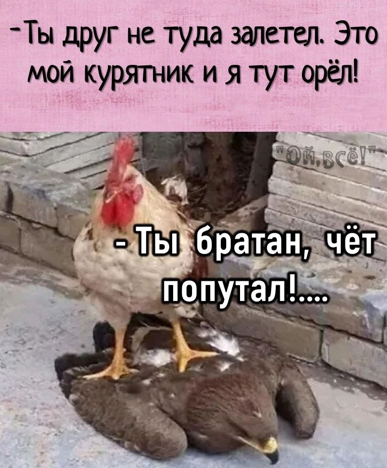 Ты друг не туда залетел Это мой курятник и я тут орёл