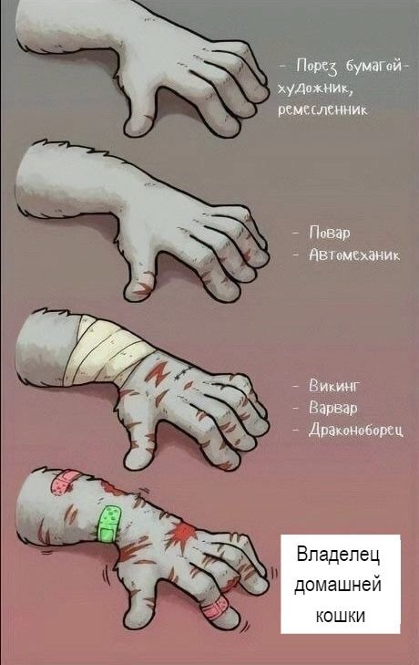 Порсз Буииий худшим ремилшнт Повія ввтшцмк Вити Варвар дпашшіш ц Владелец домашней кошки
