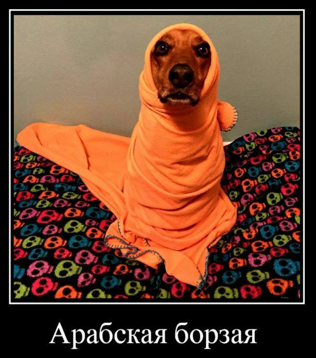 Арабская борзая