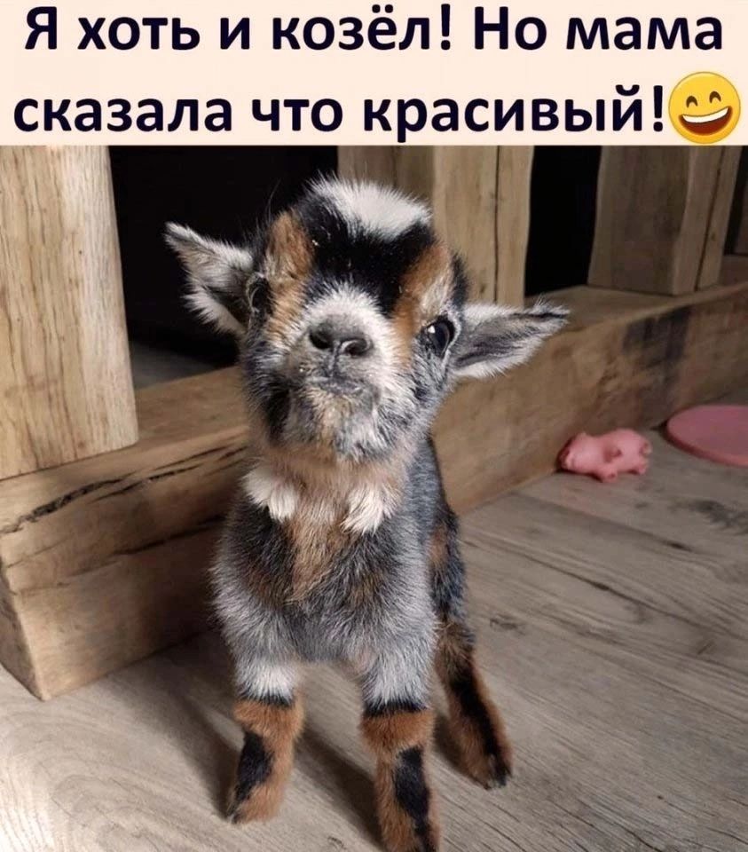 Я хоть и козёл Но мама сказала что красивый