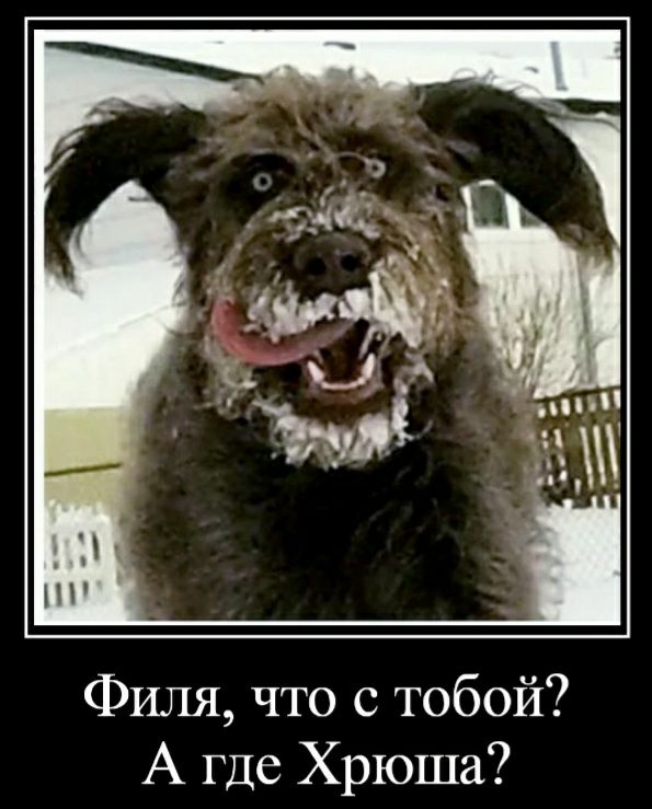 Филя что с тобой А где Хрюша