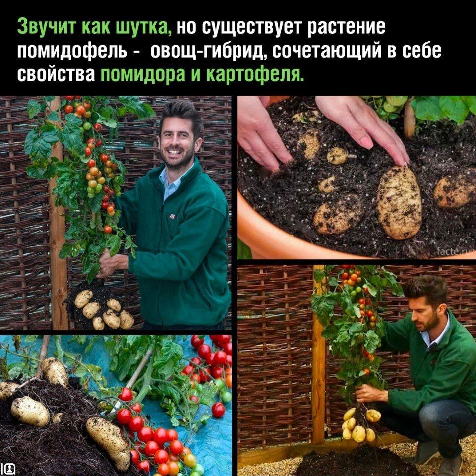 Звучит как шутка ип существует растение ппмидрфепь шыш гибриди сочетающий в себе свойства помидора и ка тпфеля