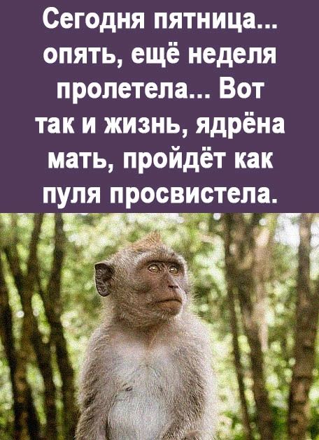 Сегодня пятница опять ещё неделя пролетела Вот так и жизнь ядрёна мать пройдёт как пуля просвистела