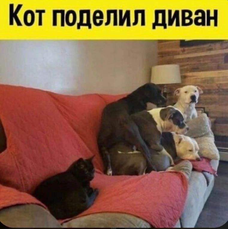 чит тщікэлшл Щ
