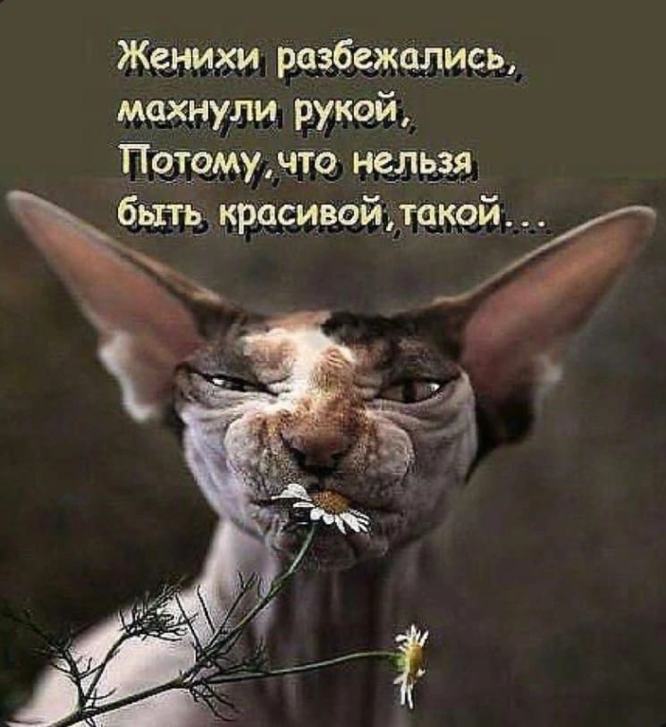 Женихи разбежались махнули рукой Пцтомудто нельзя быт крцсивойдакой