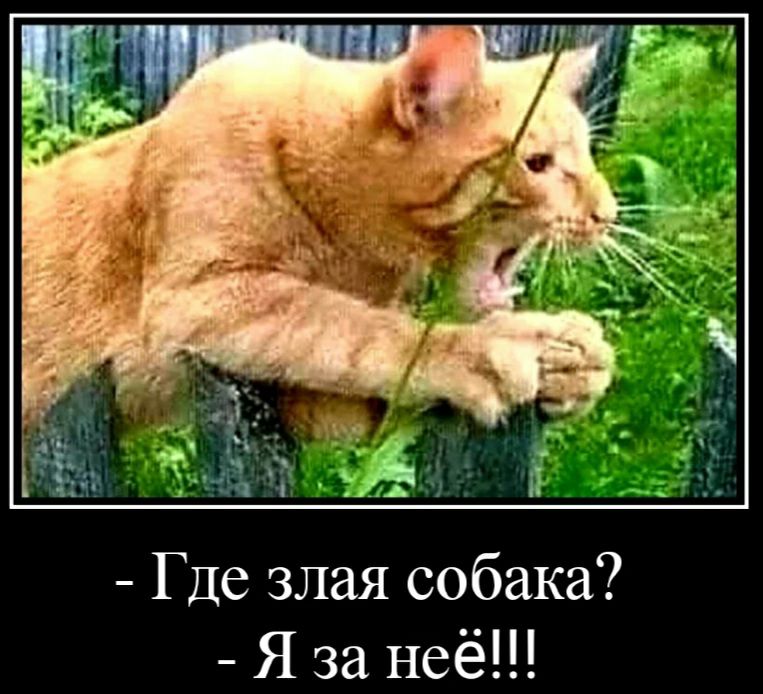 Где злая собака Я за неё