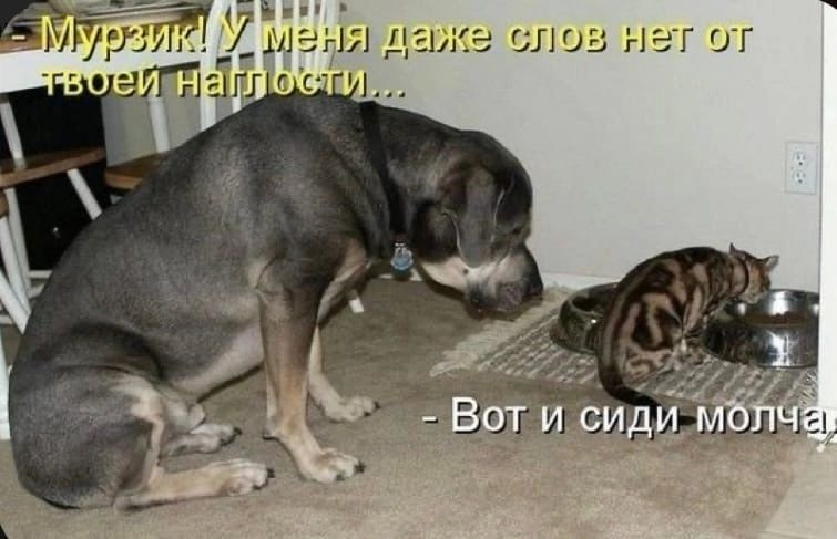 ДгіЕГШГ