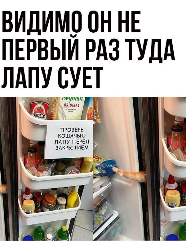ВИДИМВ ПН НЕ ПЕРВЫИ РАЗ ТУДА ЛАПУ ВУЕТ