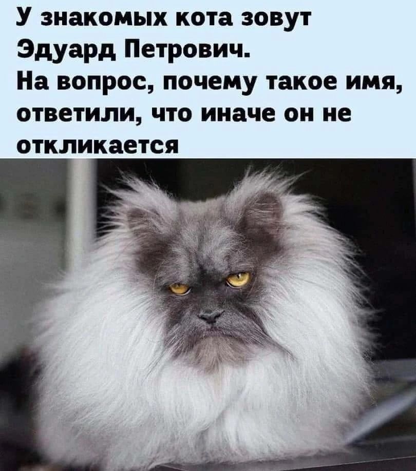 У знакомых кота зовут Эдуард Петрович На вопрос почему такое имя ответили что иначе он не откликается