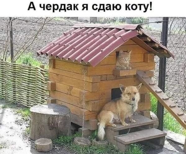 А чердак я сдаю коту 5 ь ИАКй 2