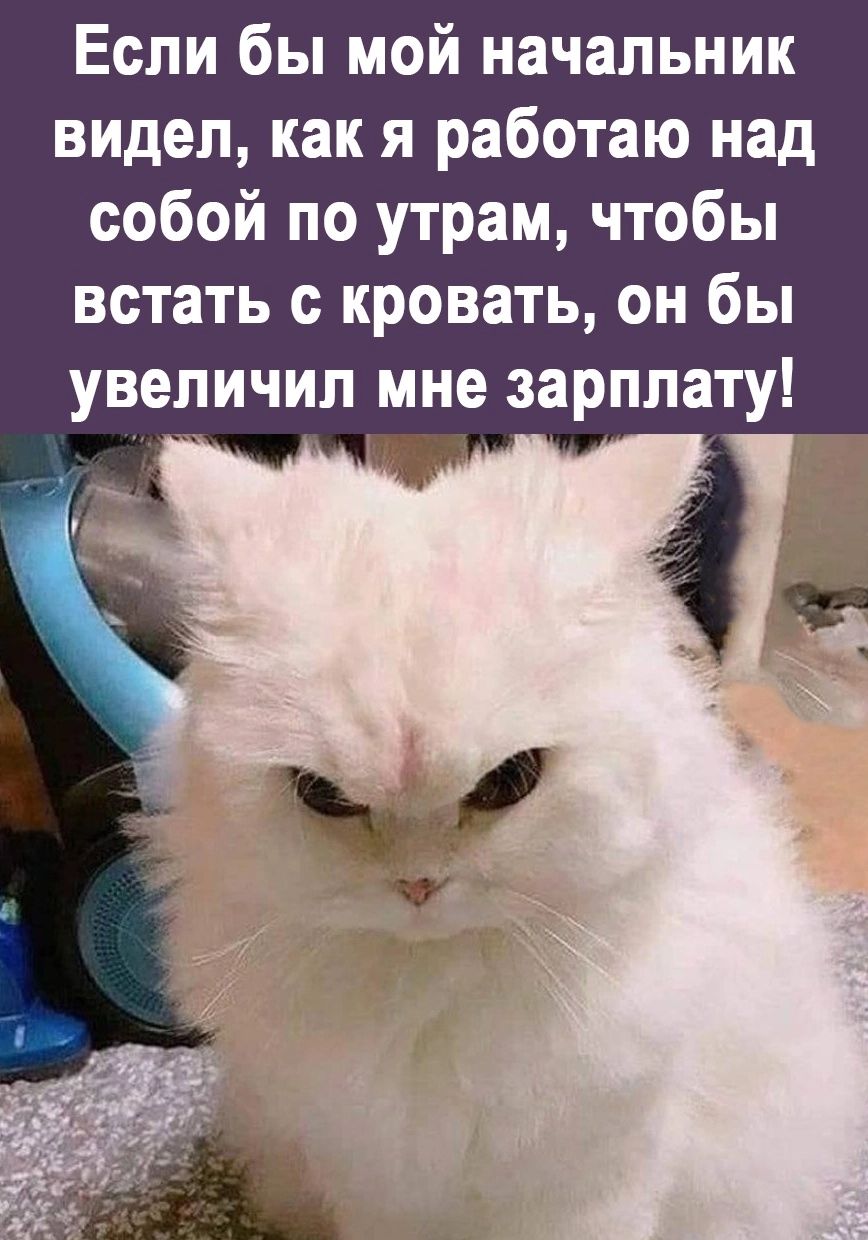 Если бы мой начальник видел как я работаю над собой по утрам чтобы встать кровать он бы увеличил мне зарплату