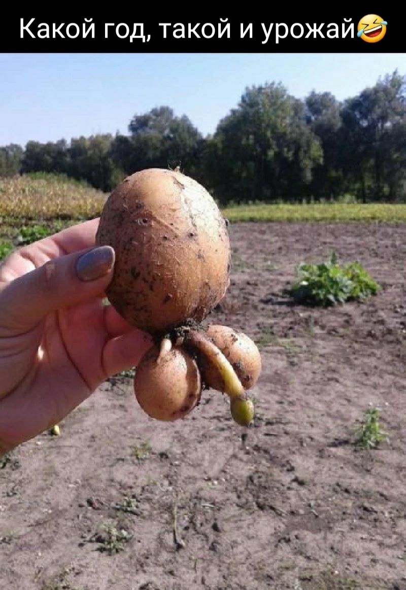 Какой такой и урожа