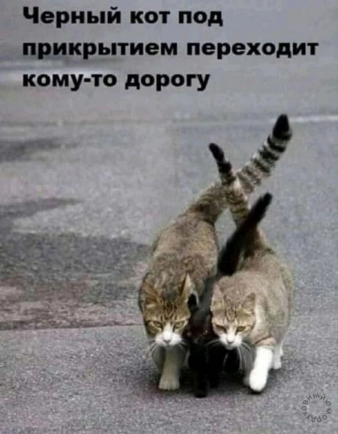 Черный кот под прикрытием переходит кому то дорогу