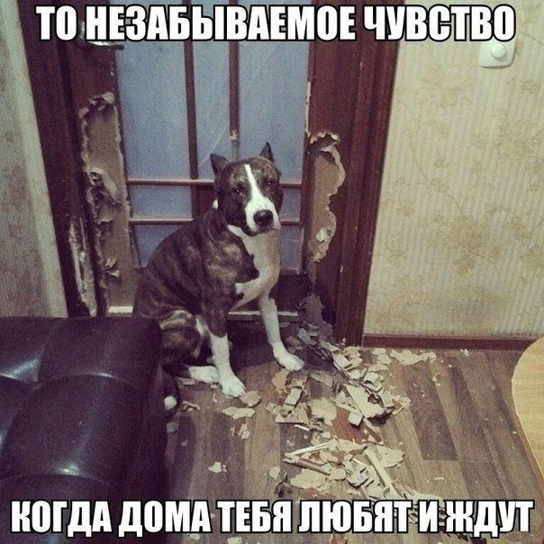 п в с в и