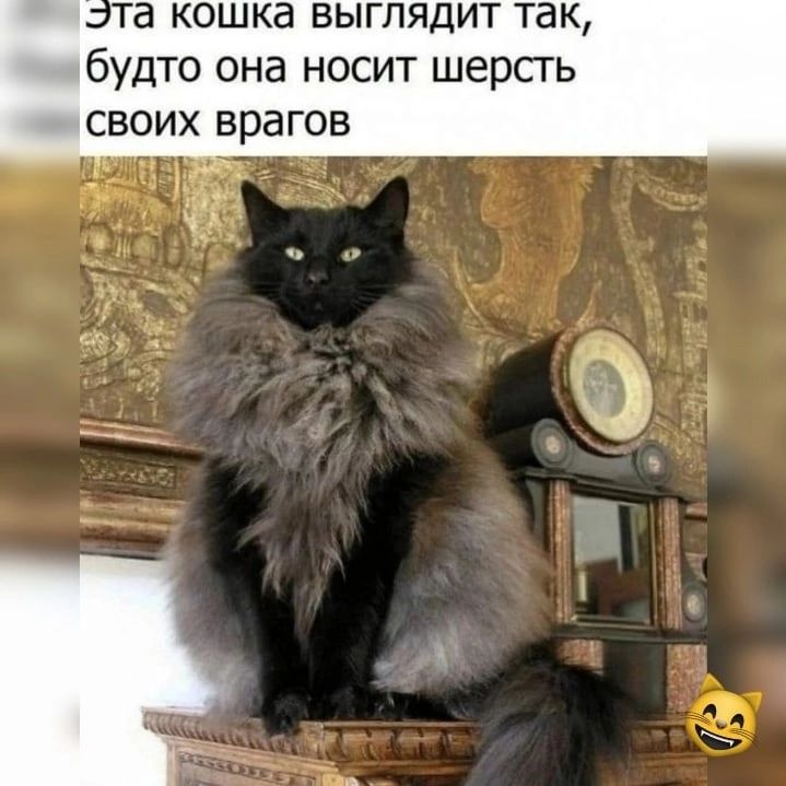 та кошка выглядит так будто она носит шерсть СВОИХ врагов