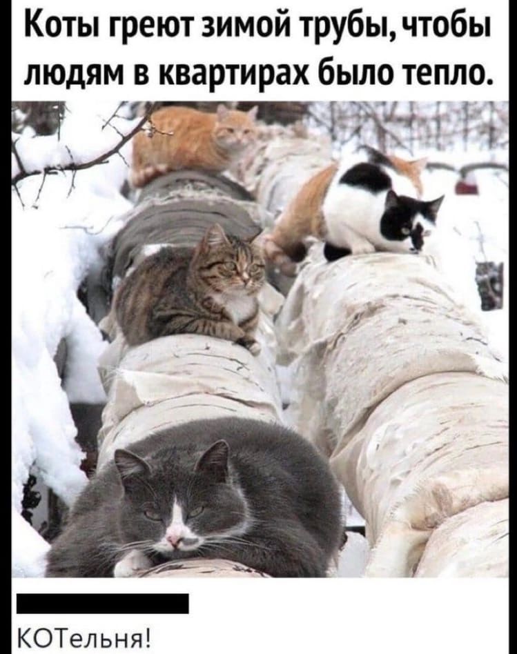 Коты греют зимой трубы