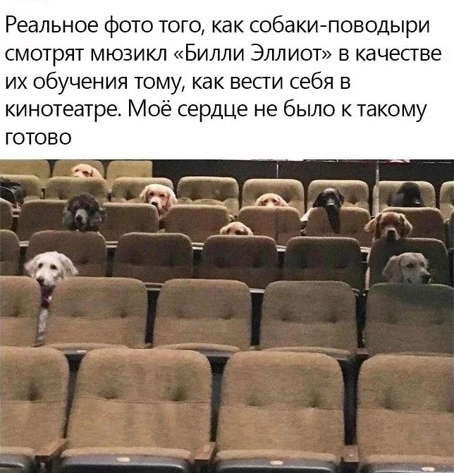 Реальное фото того как собаки поводыри смотрят мюзикл Билли Эллиот в качесгве их обучения тому как вести себя в кинотеатре Моё сердце не было к такому ГОТОВО