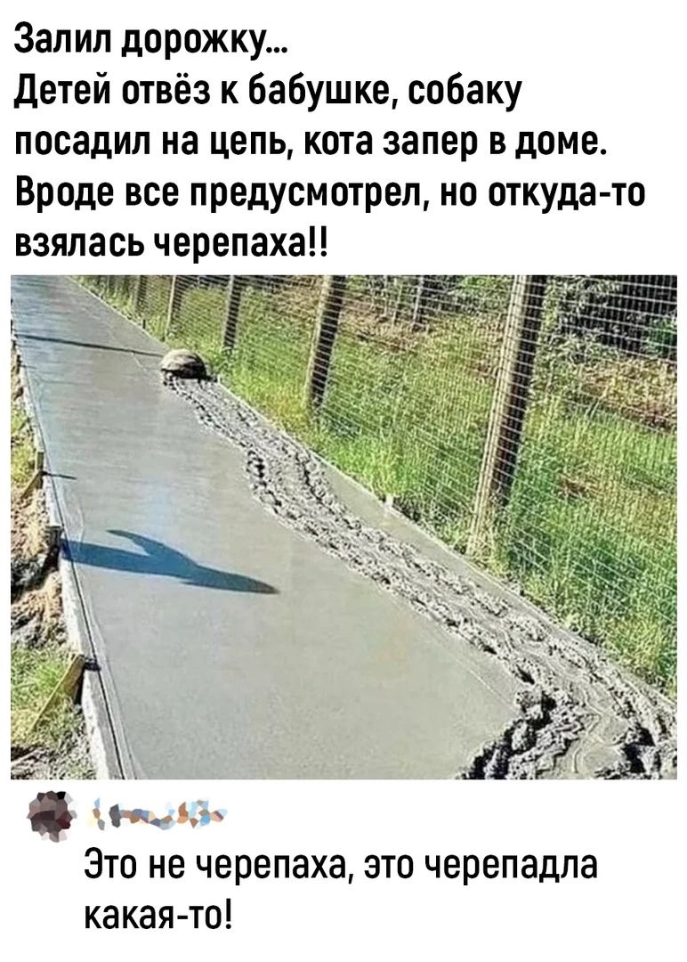 Залил дорожку детей отвёз к бабушке собаку посадил на цель кота запер в доме Вроде все предусмотрел но откуда то взялась черепаха ак ч Это не черепаха это черепадпа какая то