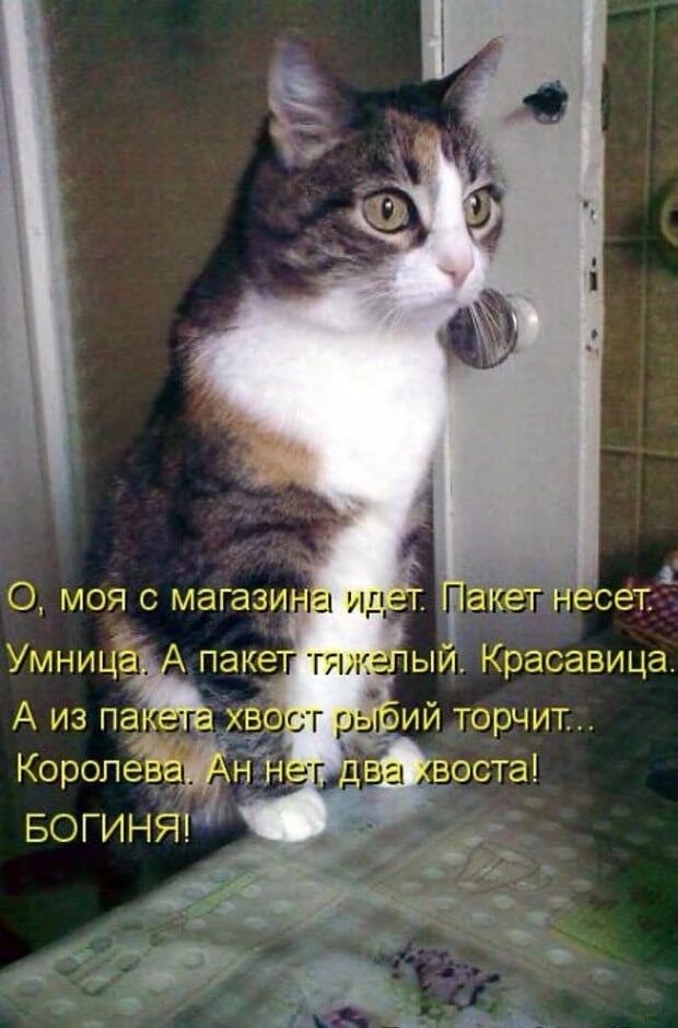 Умницё виуелый Красавица А из па КоролеВе БОГИНЯ