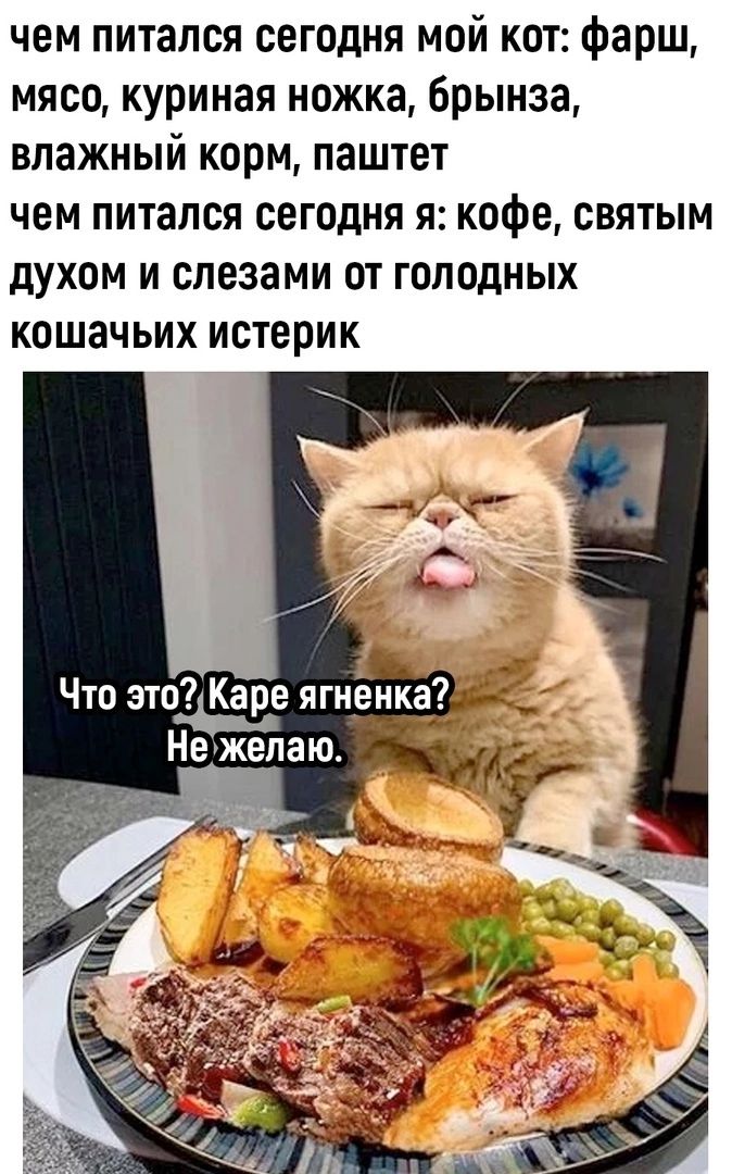 чем питался сегодня мой кот фарш мясо куриная ножка брынза влажный корм паштет чем питался сегодня я кофе святым духом и слезами от голодных кошачьих истерик