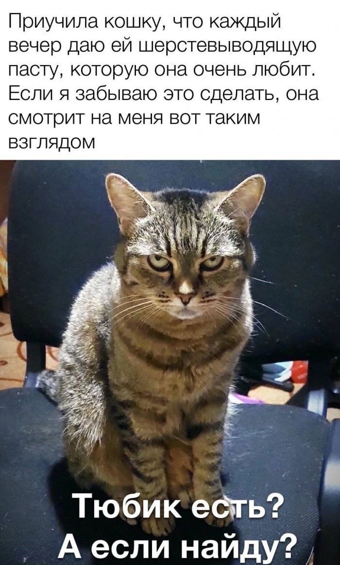 Приучила кошку что каждый вечер даю ей шерстевыводящую пасту которую она очень любит Если я забываю это сделать она смотрит на меня вот таким ВЗГЛЯДОМ Тюбик еСтгь А если найду