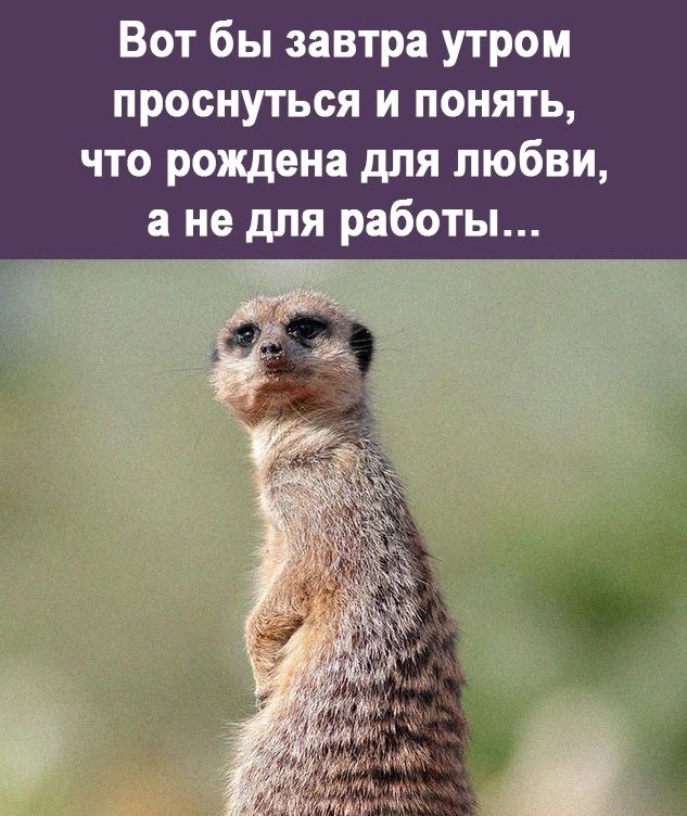 Вот бы завтра утром проснуться и понять что рождена для любви а не для работы