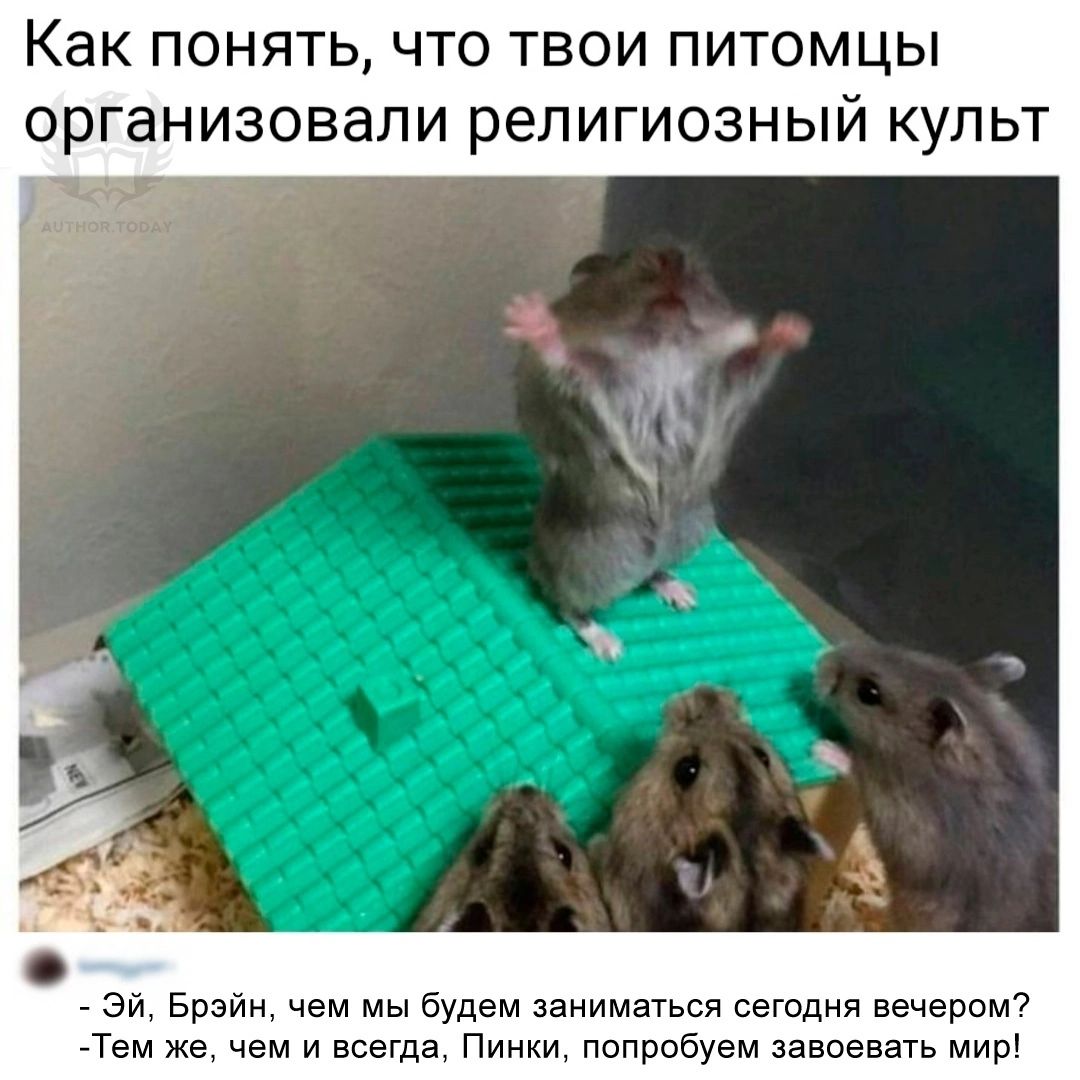 Как ПОНЯТЬ ЧТО ТВОИ ПИТОМЦЫ организовали РЕЛИГИОЗНЫЙ КУПЬТ зи Брайы чем мы будем заниматься сегодня вечером Твм же чем и всегда Пинки попробуем завоевать мир