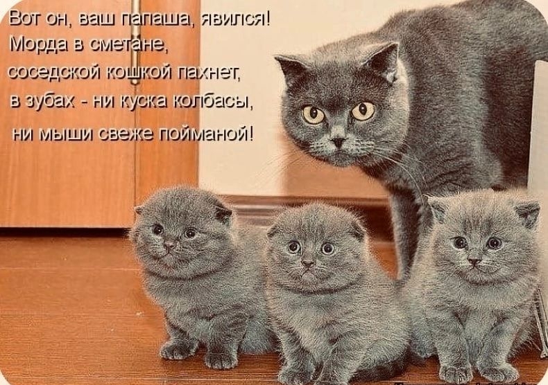 ллоя
