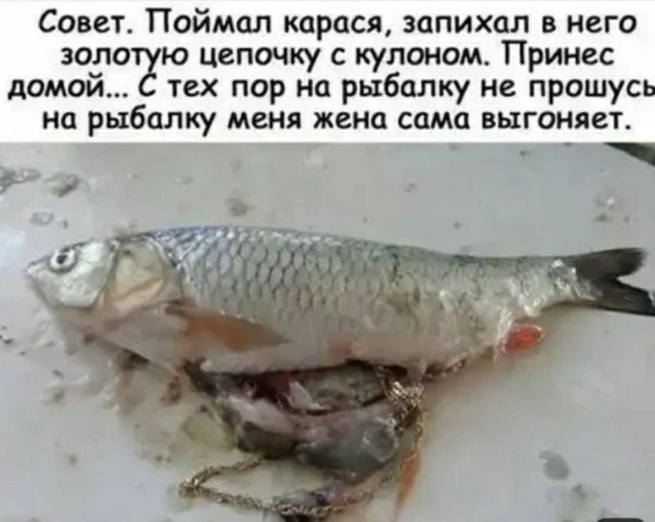 Совет Поймал карася запихал в него зола ю цепочку купа юм Принес домой чех пор но рыбалку не прошусь На рыбалку МЕНЯ жена сама ВЫГОНЯСТ