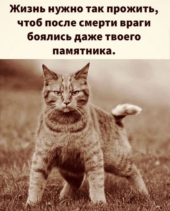 Жизнь нужно так прожить чтоб после смерти враги боялись даже твоего памятника