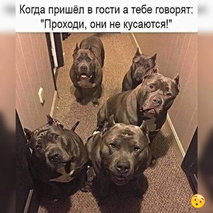 КОГДЗ ПРИШЁП В ГОСТИ а тебе ГОВОРЯТЗ Проходи они не кусаются