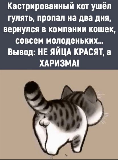 Кастрироваиный кот ушёл гулять пропал на два дня вернулся в компании кошек совсем молоденьких Вывод нв яйщ кмеят а хдризмм