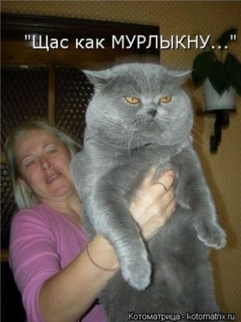 Кишатрщр щита
