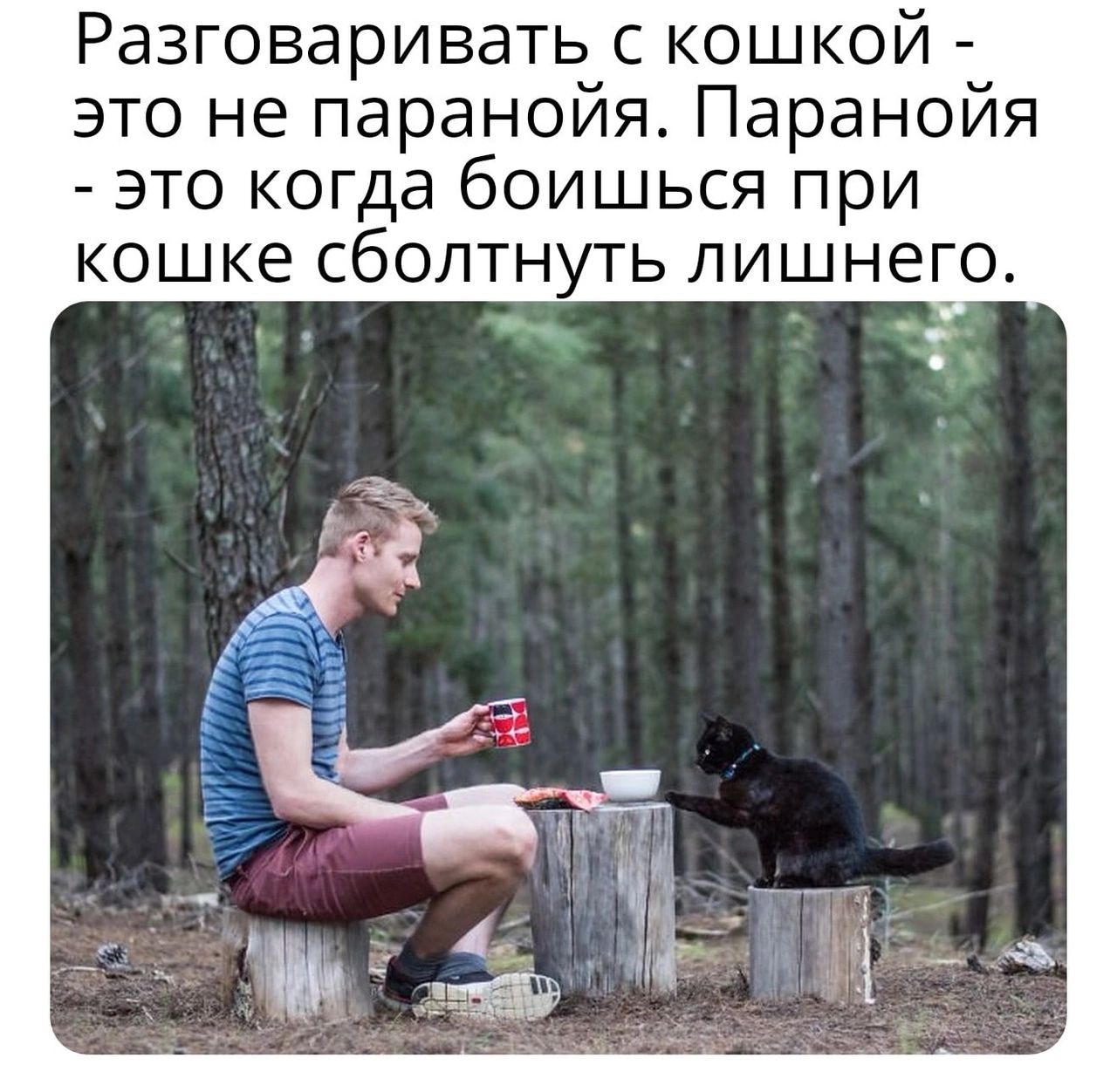 Разговаривать с кошкой это не паранойя Паранойя это когда боишься при кошке сболтнуть лишнего