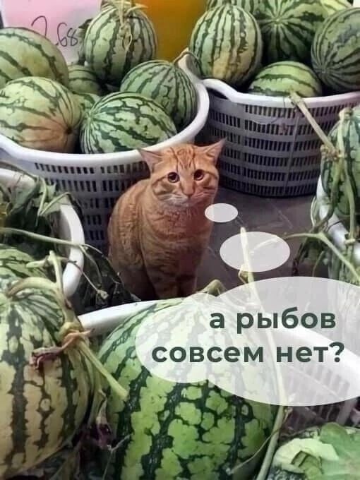 а рыбов ох совсем нет