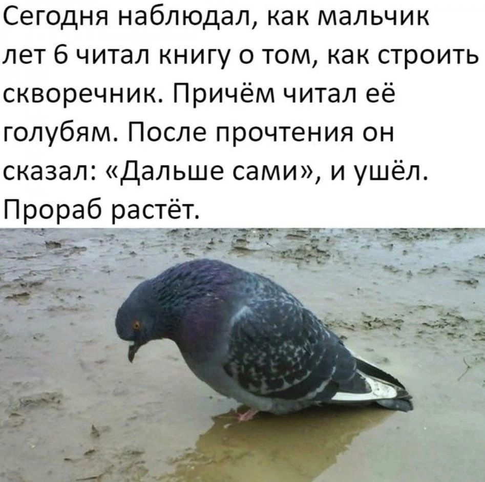 Сегодня наблюдал как мальчик лет 6 читал книгу о том как строить скворечник Причём читал её голубям После прочтения он сказал дальше сами и уш Прораб растёт