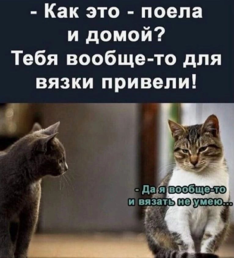 Как это поепа и домой Тебя вообще то для вязки привели