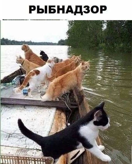 РЫБНАДЗОР В