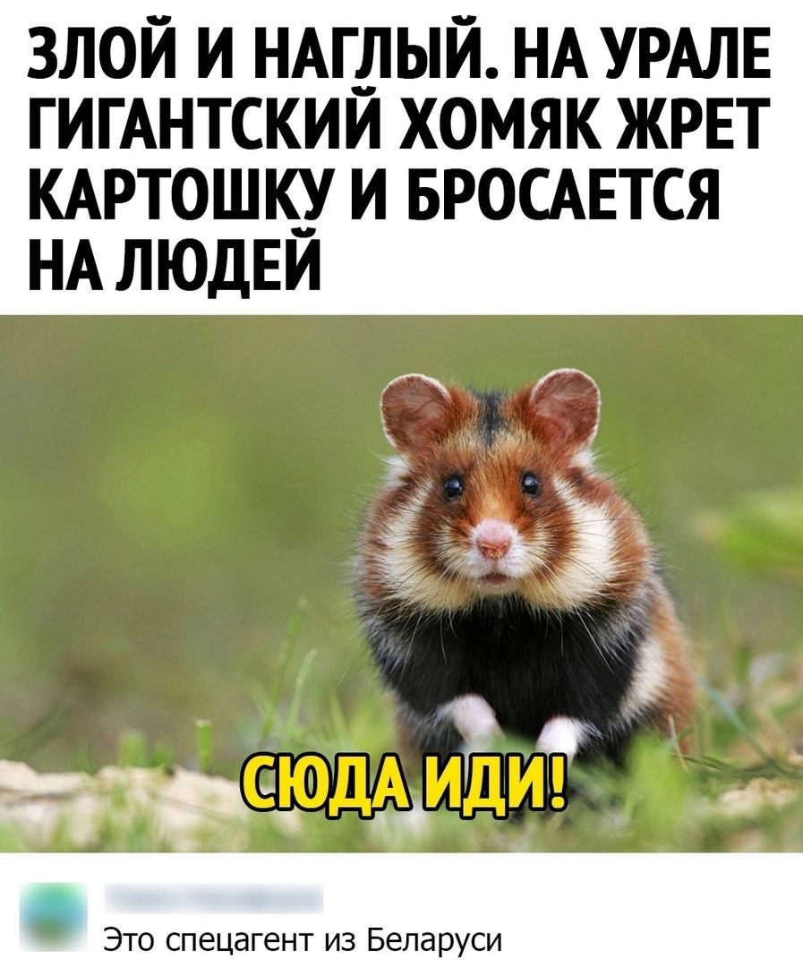 злой и НАШЫЙ НАУРАЛЕ гигАнтскии хомяк жрет кмтошк_у и вросдвтся НА людви Это спецагент из Беларуси