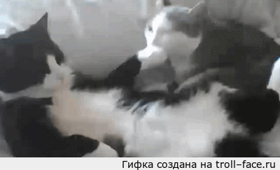 ГиФка создана на гоіійіасежи