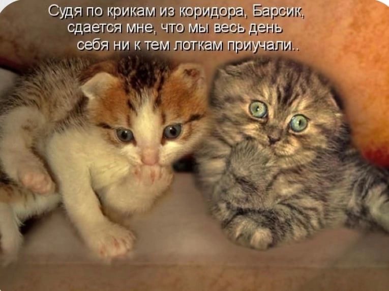 7 Судя по крикам из из сдается мне чта себя ни ктвм