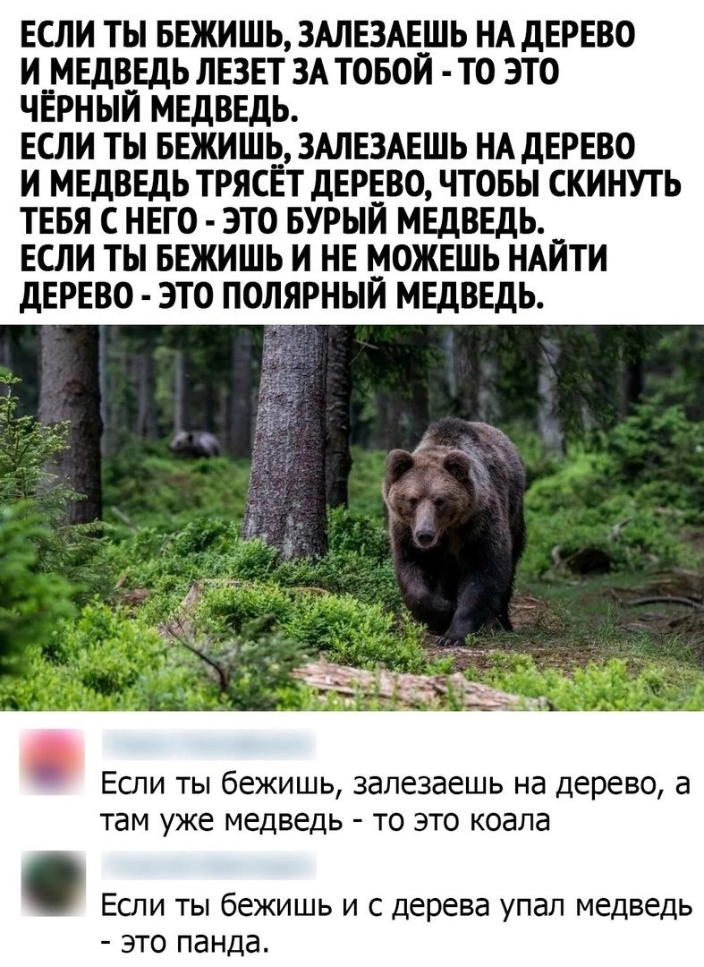 ЕСЛИ ТЫ БЕЖИШЬ ЗАЛЕЗАЕШЬ НА ДЕРЕВО И МЕДВЕДЬ ЛЕЗЕТ ЗА ТОБОЙ ТО ЭТО ЧЕРНЫЙ МЕДВЕДЬ ЕСЛИ ТЫ БЕЖИШЬ ЗАЛЕЭАЕШЬ НА ДЕРЕВО И МЕДВЕДЬ ТРЯСЕТ дЕРЕВО ЧТОБЫ СКИНУТЬ ТЕБЯ С НЕГО ЭТО БУРЫЙ МЕДВЕДЬ ЕСЛИ ТЫ БЕЖИШЬ И НЕ МОЖЕШЬ НАЙТИ ДЕРЕВО ЭТО ПОЛЯРНЫИ МЕДВЕДЬ 4 Если ты бежишь запезаешь на дерево 6 там уже медведь то это коала Еспи ты бежишь и с дерева упап медведь ЭТО панда