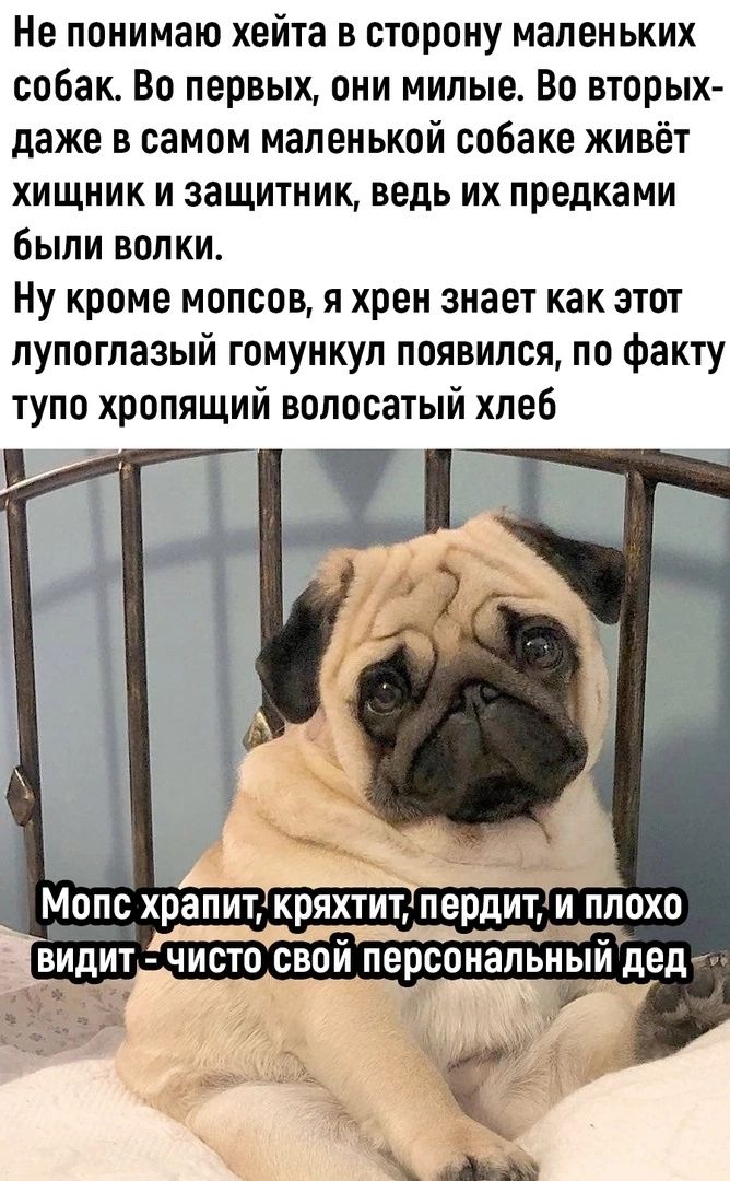 Не понимаю хейта в сторону маленьких собак Во первых они милые Во вторых даже в самом маленькой собаке живёт хищник и защитник ведь их предками были волки Ну кроме мопсов я хрен знает как этот пупоглазый гомункул появился по факту тупо хропящий волосатый хлеб Мопс храп видит