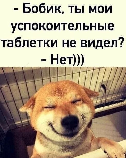 Бобик ты мои успокоительные таблетки не видел Нет ТТТ4