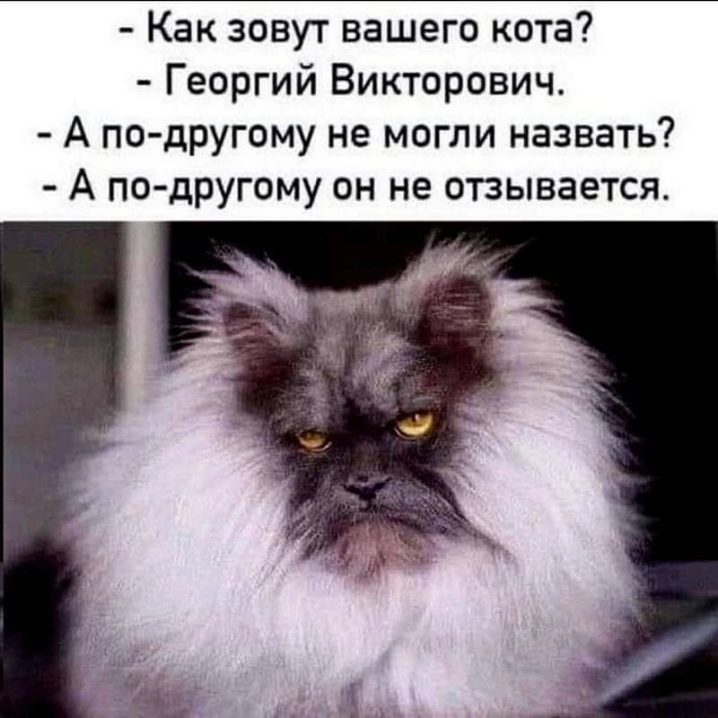 Как зовут вашего кота7 Георгий Викторович А по другому не могли назвать А по другому он не отзывается